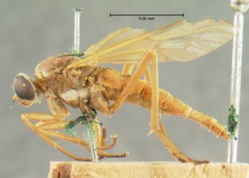 Media type: image;   Entomology 12598 Aspect: habitus lateral view